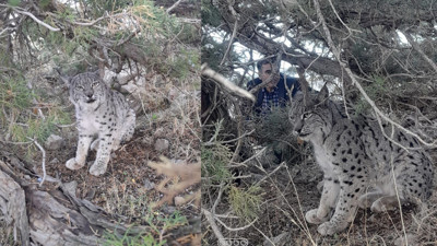 Van'da nesli tehlike altında olan vaşak görenleri heyecanlandırdı