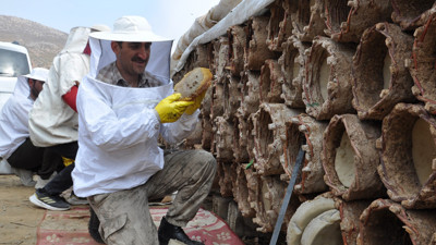 Kara kovan balının hasadı sürüyor