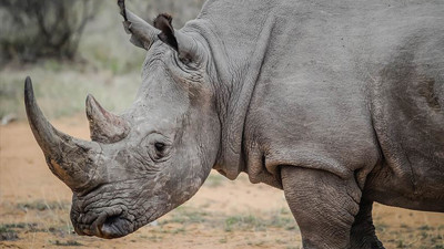Singapur'da 800 bin dolarlık gergedan boynuzu operasyonu