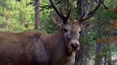 Fotokapan kızıl geyik'i görüntüledi: Unutulmaz bakışları kaydedildi
