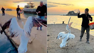 Koca gagalı misafir Erdek’te karnını doyurdu