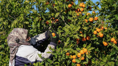Ürünler dalda kaldı: Üretici de şikayetçi tüketici de