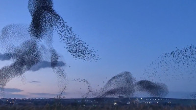 Sığırcıkların büyüleyici dansı
