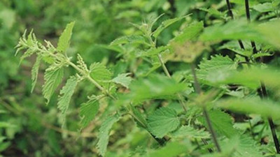 Doğanın sırrı ortaya çıktı! Demir deposunu zirveye taşıyan 'süper bitki' gribe karşı kalkan oldu