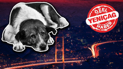 Valiliğin sokak köpekleri kararına ilk tepki: Şehirlere daha çok yaklaşacak!
