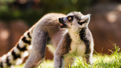 Zengin sofrasının yeni modası: Lemur Eti