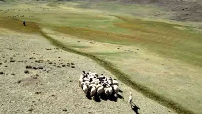 Osmaniye’de kayıp koyunlar bulundu