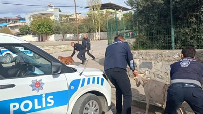 Aydın’da keçiler koçtu zabıta kovaladı
