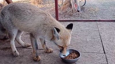 Ormandan gelen davetsiz misafir! Böyle ağırladı: Diyalogu viral oldu