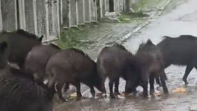 Ayvalık’ta aç kalan domuzlar şehir merkezine indi