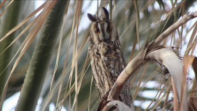 Nesli tükenme tehlikesi altında olan orman baykuşu görüntülendi