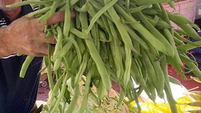 Zeytinyağlısı, etlisi, turşusu! Taze fasulyenin 3 efsane tarifi