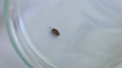 Kene tedavisinde umut ışığı