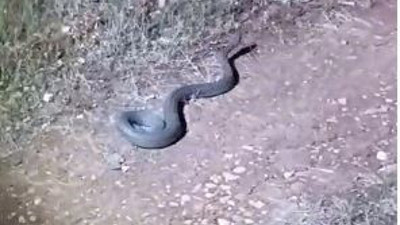 Türkiye'yi istila ettiler dünyanın en zehirlilerinden. Tek ısırığı telef etti