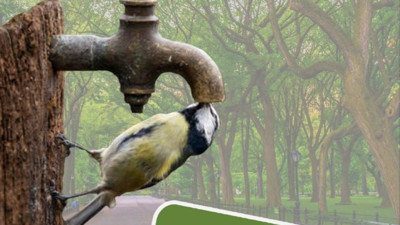 Günün fotoğrafı Milli Parklardan. Baştankara kuşu böyle su içti