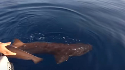 Köpek balıkları için 'sosyal medya' tehlikesi