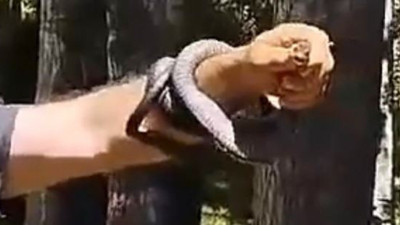 Yılanlar şehri istila etti. Yılandan koluna bilezik yaptı.