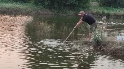 Tarlasında yetiştiriyor. Kepçe kepçe topluyor