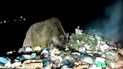 Boz ayının çöp keyfi