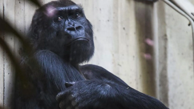 Hayvanat bahçesinden ziyaretçilere uyarı: İzlettiğiniz videolar gorilleri üzüyor