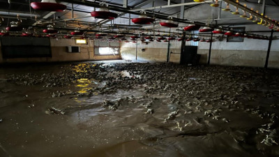 Zonguldak'taki selde 60 bin hayvan telef oldu