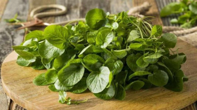 Kansere duvar ören otunun faydaları saymakla bitmiyor