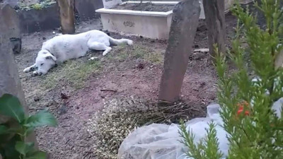 Başından vurularak öldürülen Yeşim’in köpeği mezar başından ayrılmıyor