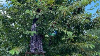 Hasadına başlandı kilosu 45 TL