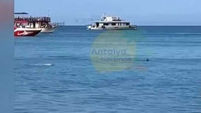 Köpek balığı diye taşlamışlardı yelken balığı çıktı