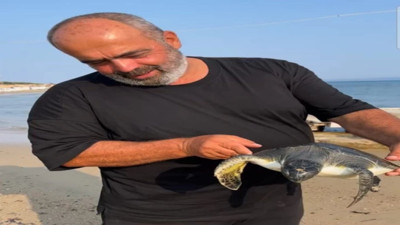 Karaya vuran caretta caretta tekrar denize salındı