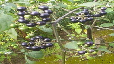 Romatizmaya iyi gelen bitki (14 Temmuz 2023)