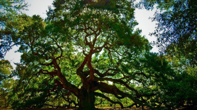Rüyada meşe ağacı görmek ne demek? Rüyada meşe ağacı görmek neye işaret?