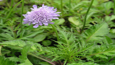 Uyuz otu neye iyi geliyor?