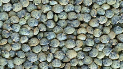 Türk mutfağının baş tacının mucize faydaları. Kabızlığa iyi geliyor. Kan şekerini dengeliyor