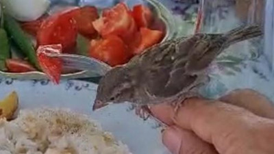 Serçe masadaki pilava ortak oldu