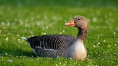 Tanınmış avukat Karadeniz’de ava çıkmıştı. Sonu umulmadık bir şekilde biten hikaye