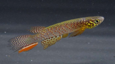 Bolivya'da suyun dışında yaşayabilen balık türü keşfedildi