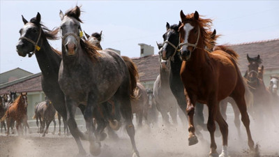 TİGEM 66 baş safkan Arap koşu tayı satacak