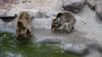45 derece sıcaklıkta hayvanlar buzlu kokteylle serinledi