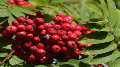 Üvez bitkisi neye iyi geliyor?