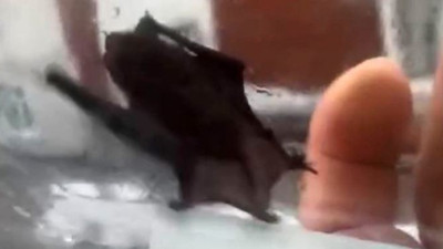 İstanbul'da yarasa paniği