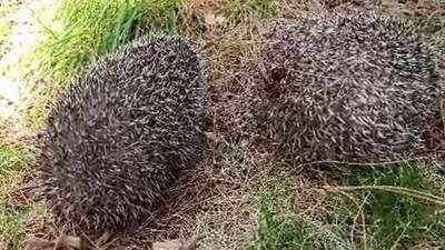 Vatandaş bağırdı kirpi avcıları kaçtı