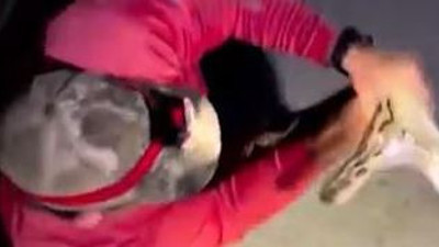 Dev yılandan ölümcül hamle. ABD'deki en büyük Burma pitonu yakalandı