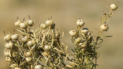 Kemiklere iyi gelen bitki