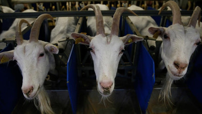 İlk şarbon vakası tespit edildi