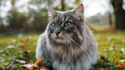 Rüyada kedi ne demek? Rüyada kedi görmenin anlamı nedir?