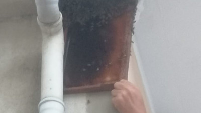 Bursa'da oğul veren arılar balkonu sardı