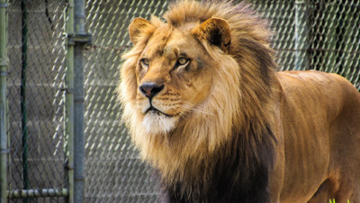 Aslan kafesinden kaçtı. Mahalleli kükreme sesiyle inledi. Vatandaşa sokağa çıkmayın uyarısı