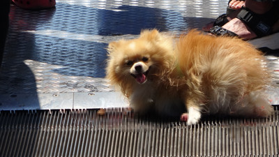 Taksim’de köpek yürüyen merdivene sıkıştı. Kurtarmak için seferber oldular