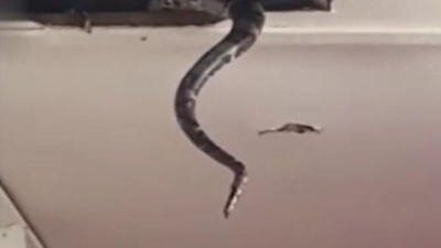 Sesin geldiği tavan arasına çıktı çığlığı evi inletti. Ekipler gözlerine inanamadı